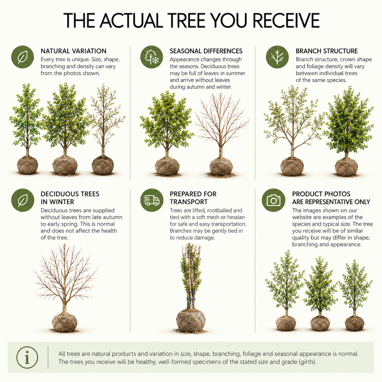 the-actual-tree-you-will-receive.png