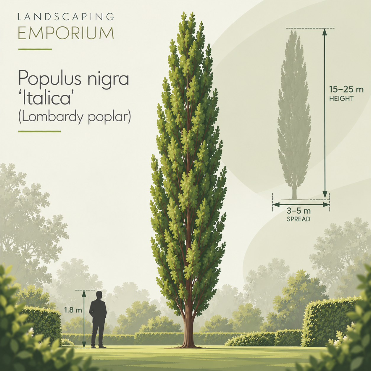 mature-size-diagram-populus-nigra-italica.png