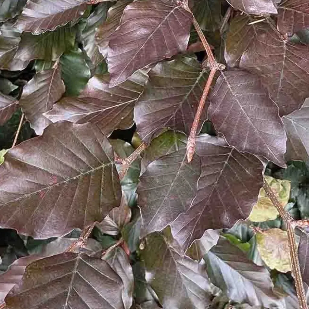 Fagus-sylvatica-purpurea-hedging-branch-summer-foliage.jpg