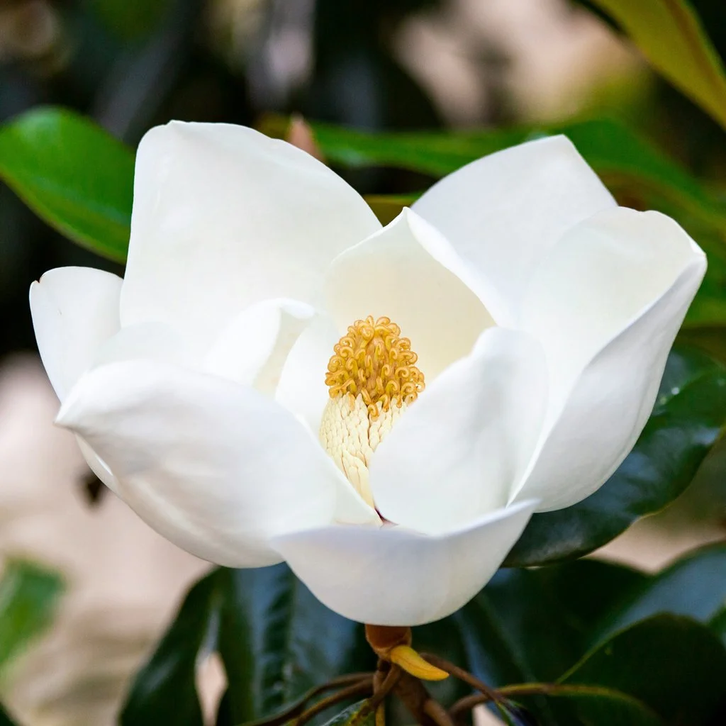 magnolia-grandiflora-flower-on-stem.jpg