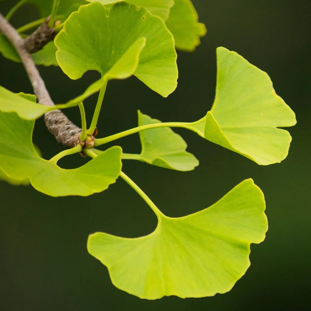 ginkgo-biloba-leaves.jpg