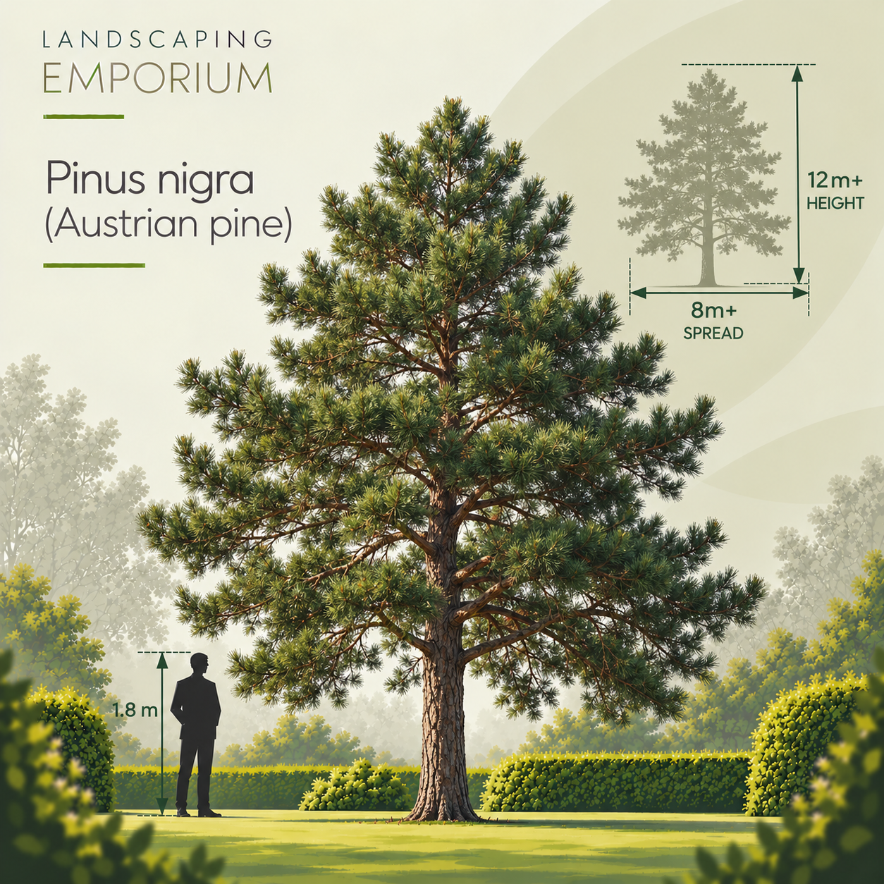 mature-tree-size-guide-pinus-nigra.png