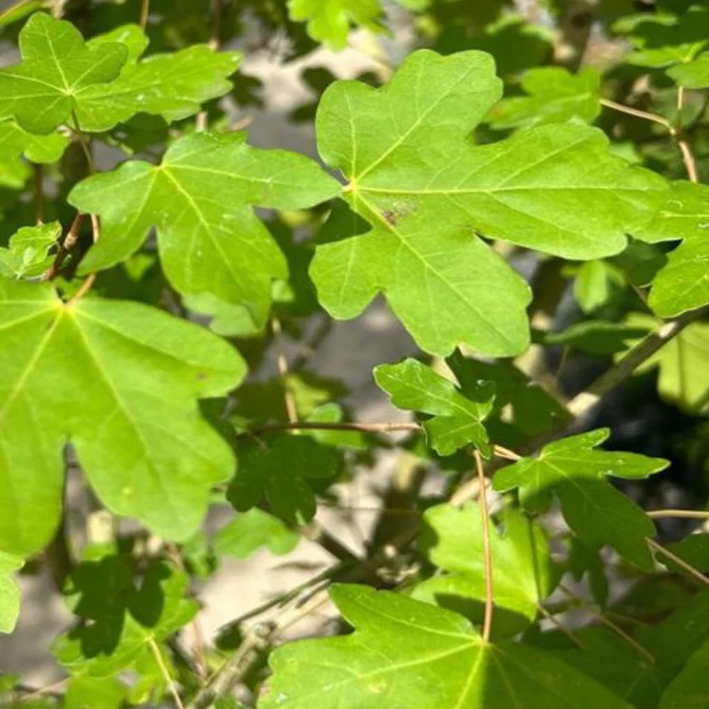 Acer campestre – Field Maple Specimen Tree