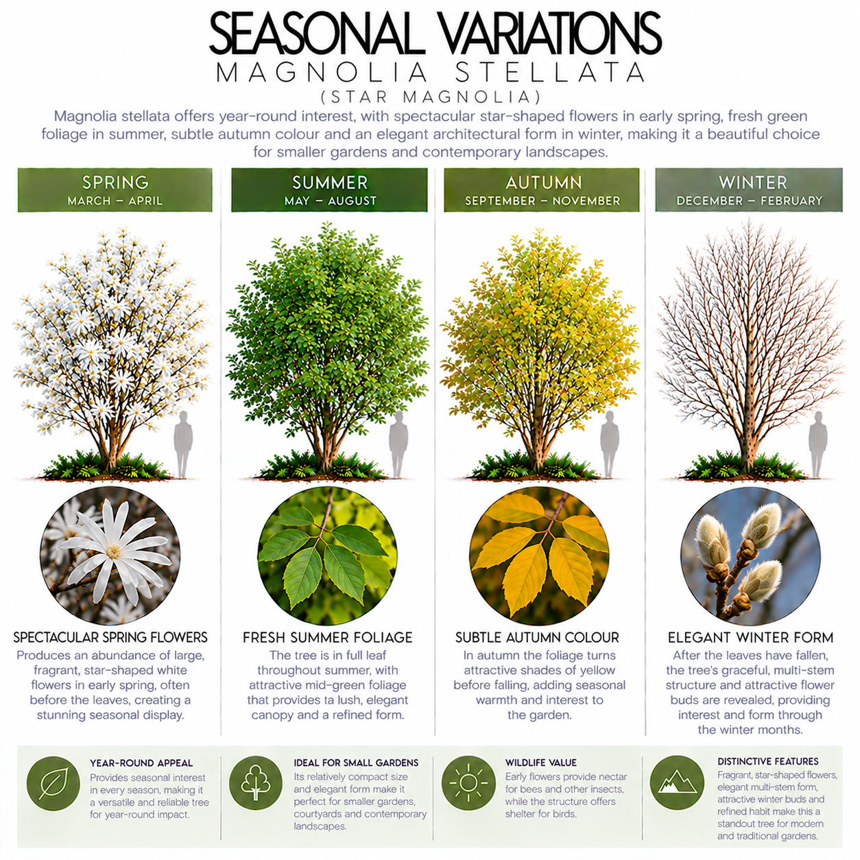 magnolia-stellata-seasonal-variation.png