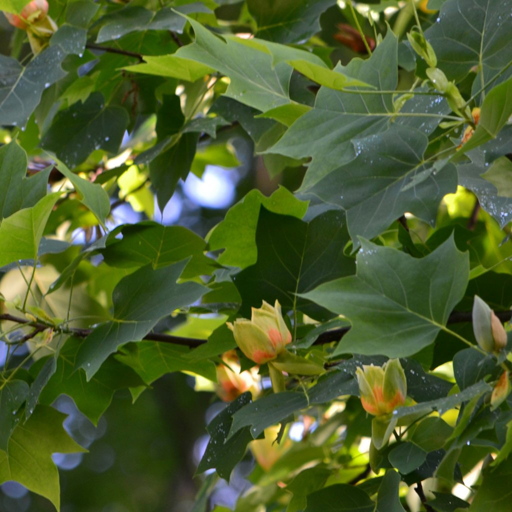 liriododendron-tulipifera-flowers-and-foliage.jpg