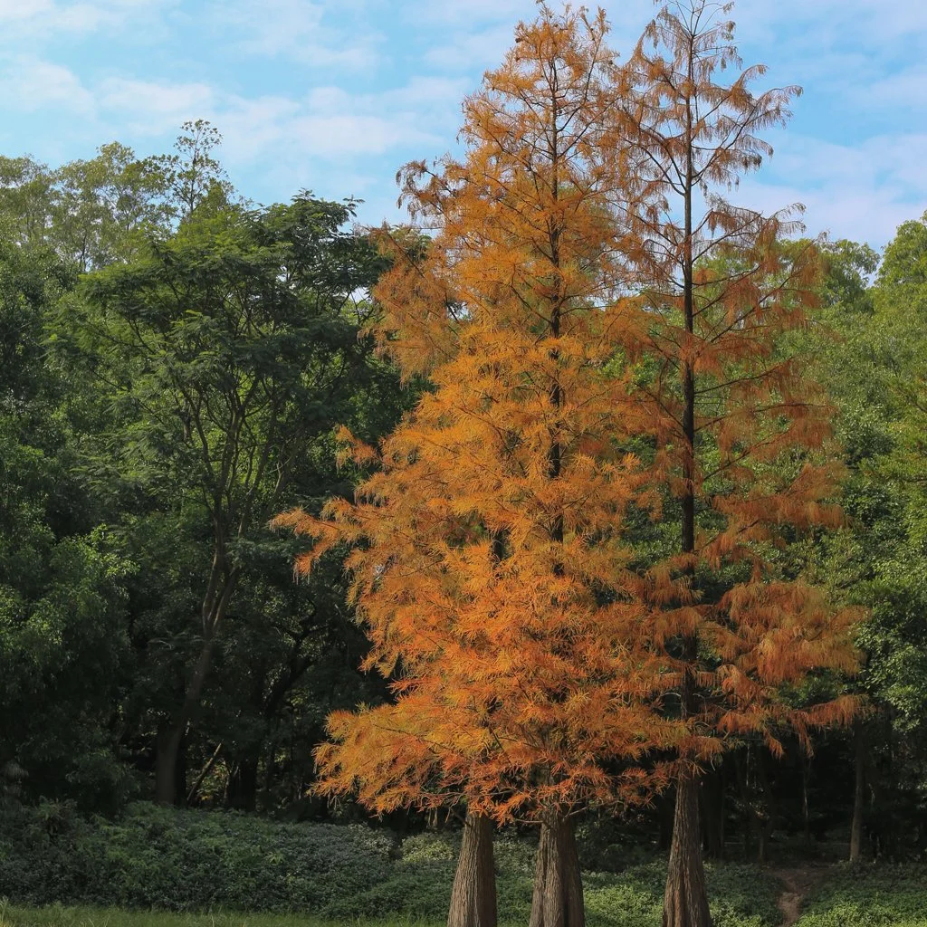 taxodium-distichum-trees.jpg
