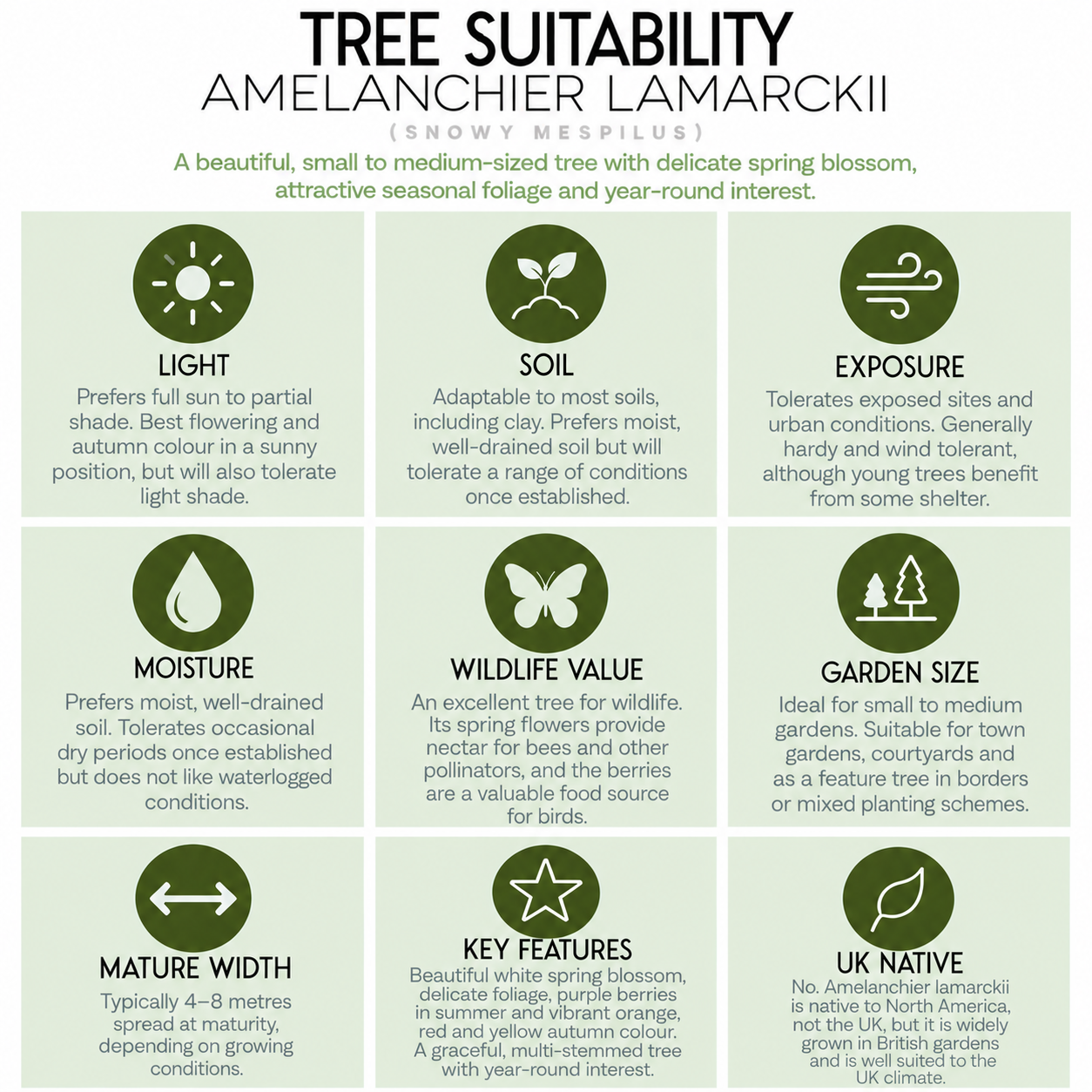 tree-suitability-guide-amelanchier-lamarcki.png