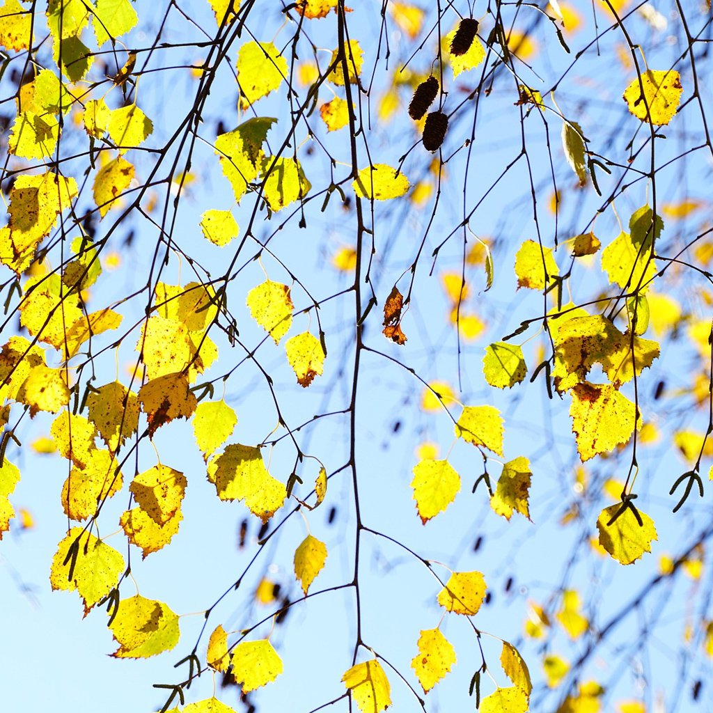 betual-pendula-autumn-foliage.jpg