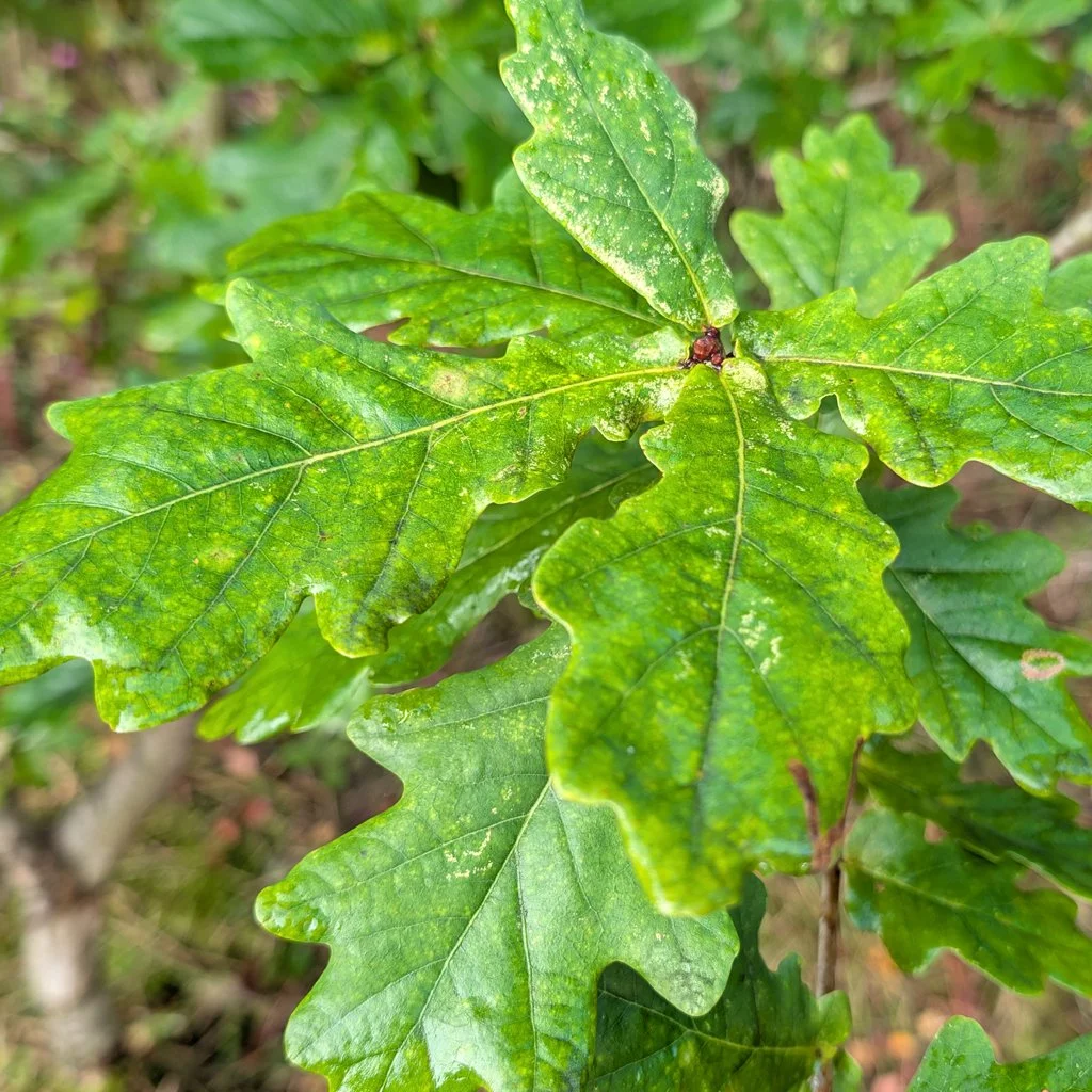 quercus-robur-foliage-cluster.jpg