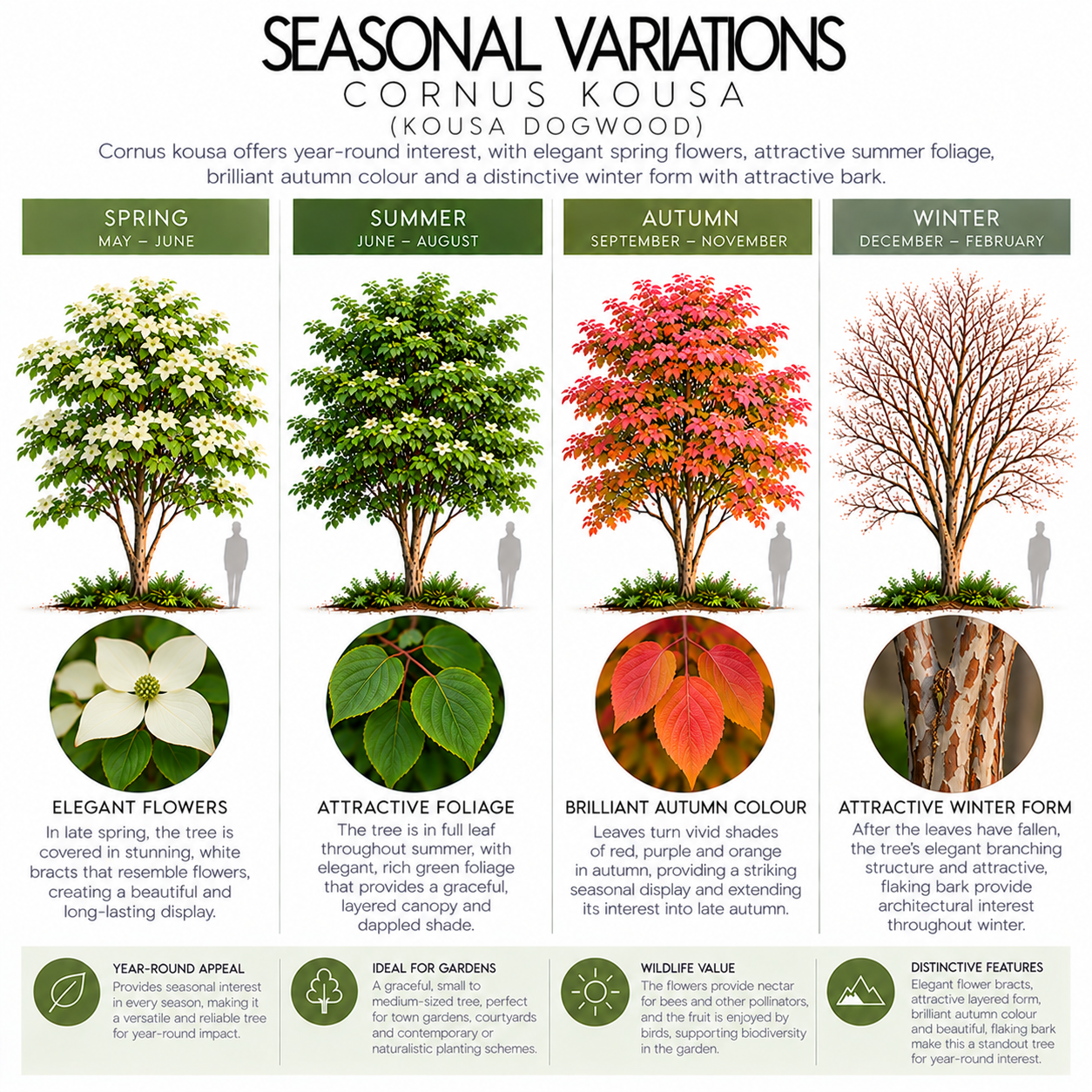 cornus-kousa-seasonal-variation.png
