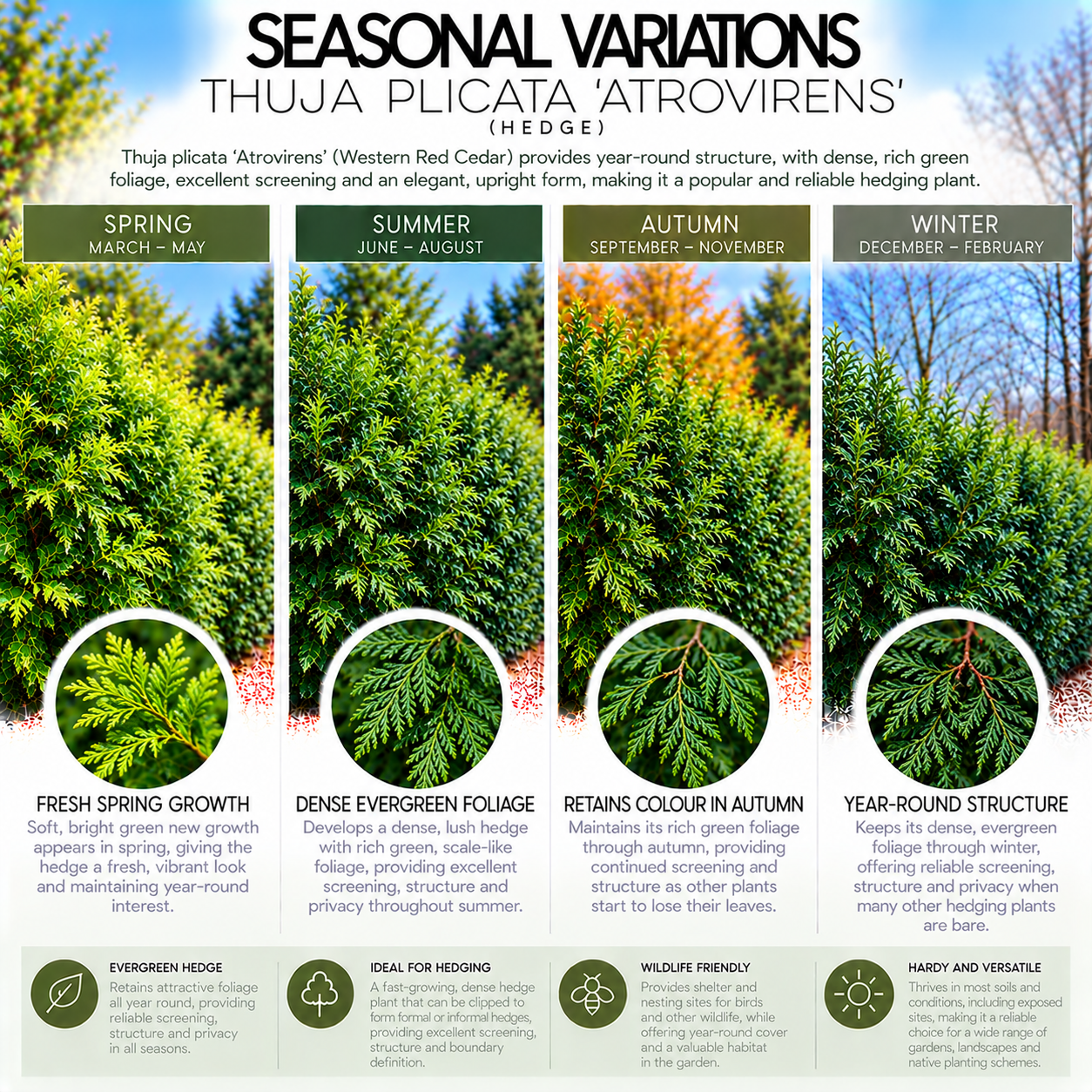 thuja-plicata-hedge-seasonal-variation.png