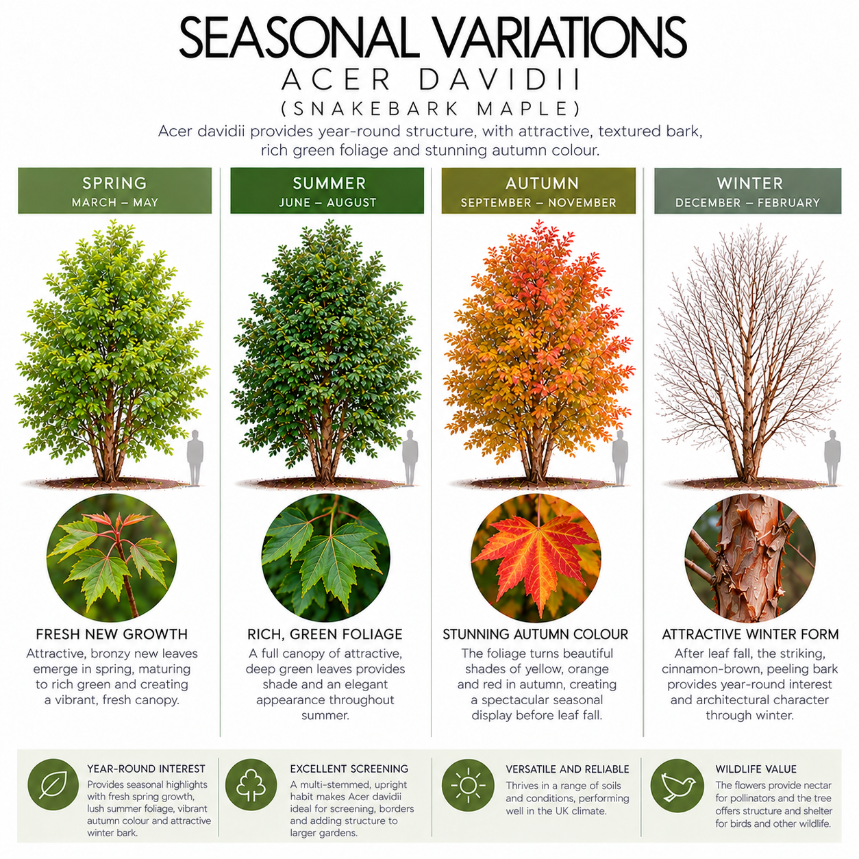 Acer davidii Seasonal Guide.png