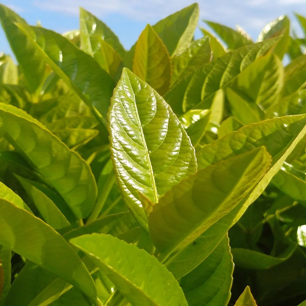 prunus-laurocerasus-rotundifolia-hedging-spring-foliage.jpg