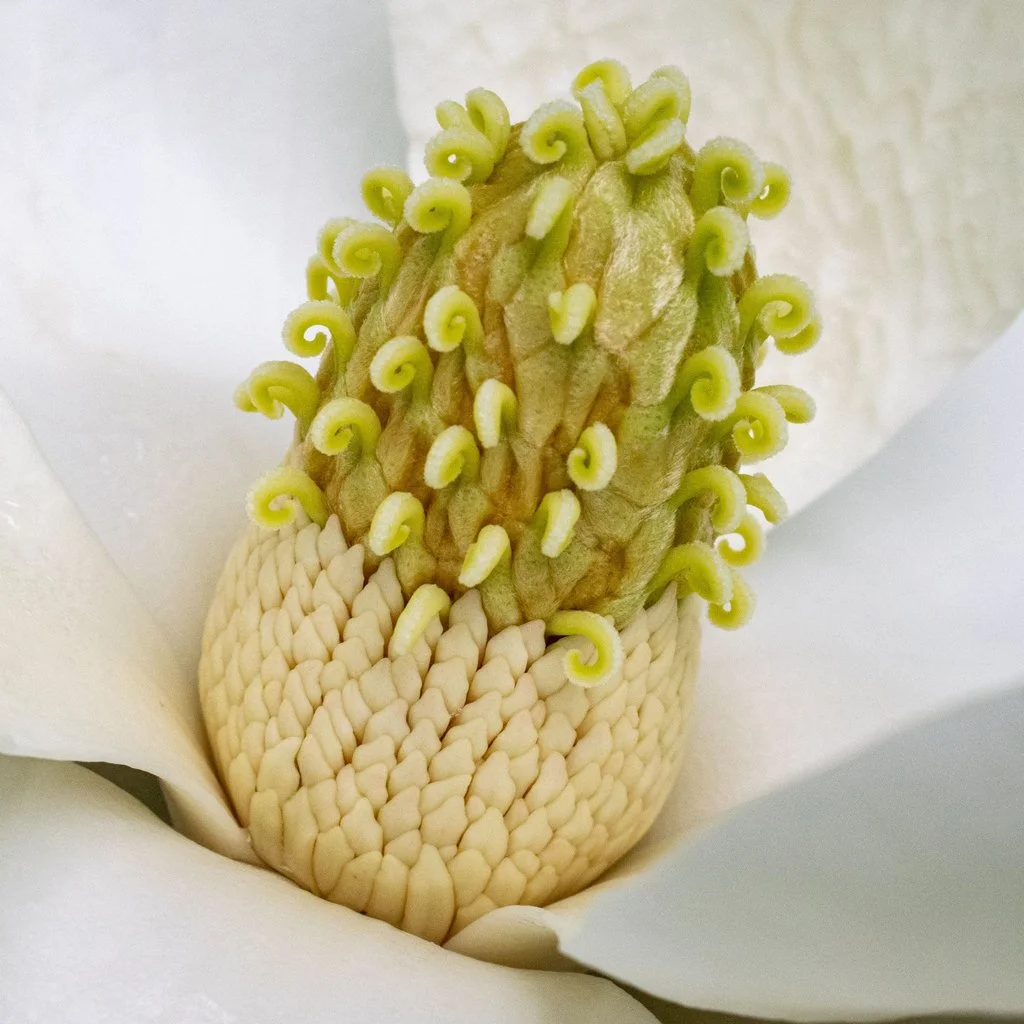 magnolia-grandiflora-flower.jpg