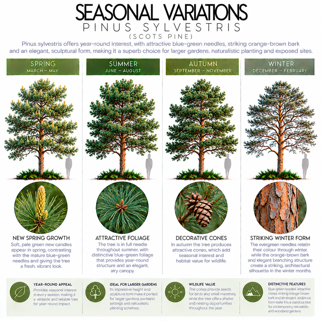 pinus-sylvestris-seasonal-variation.png