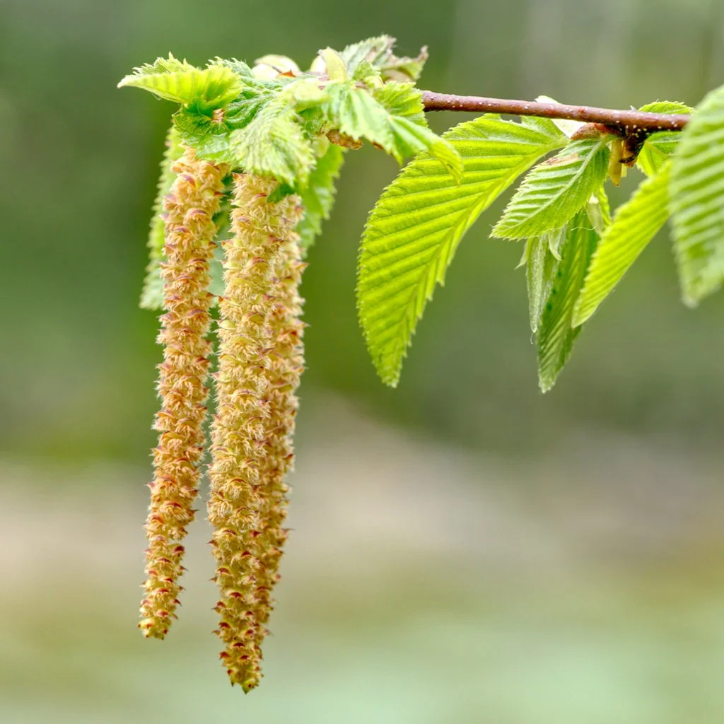 carpinus-betulus-hedging-catkins.jpg