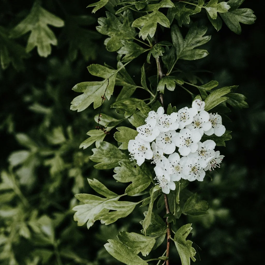 crataegus-monogyna-hedging-fruit-and-leaves.jpg
