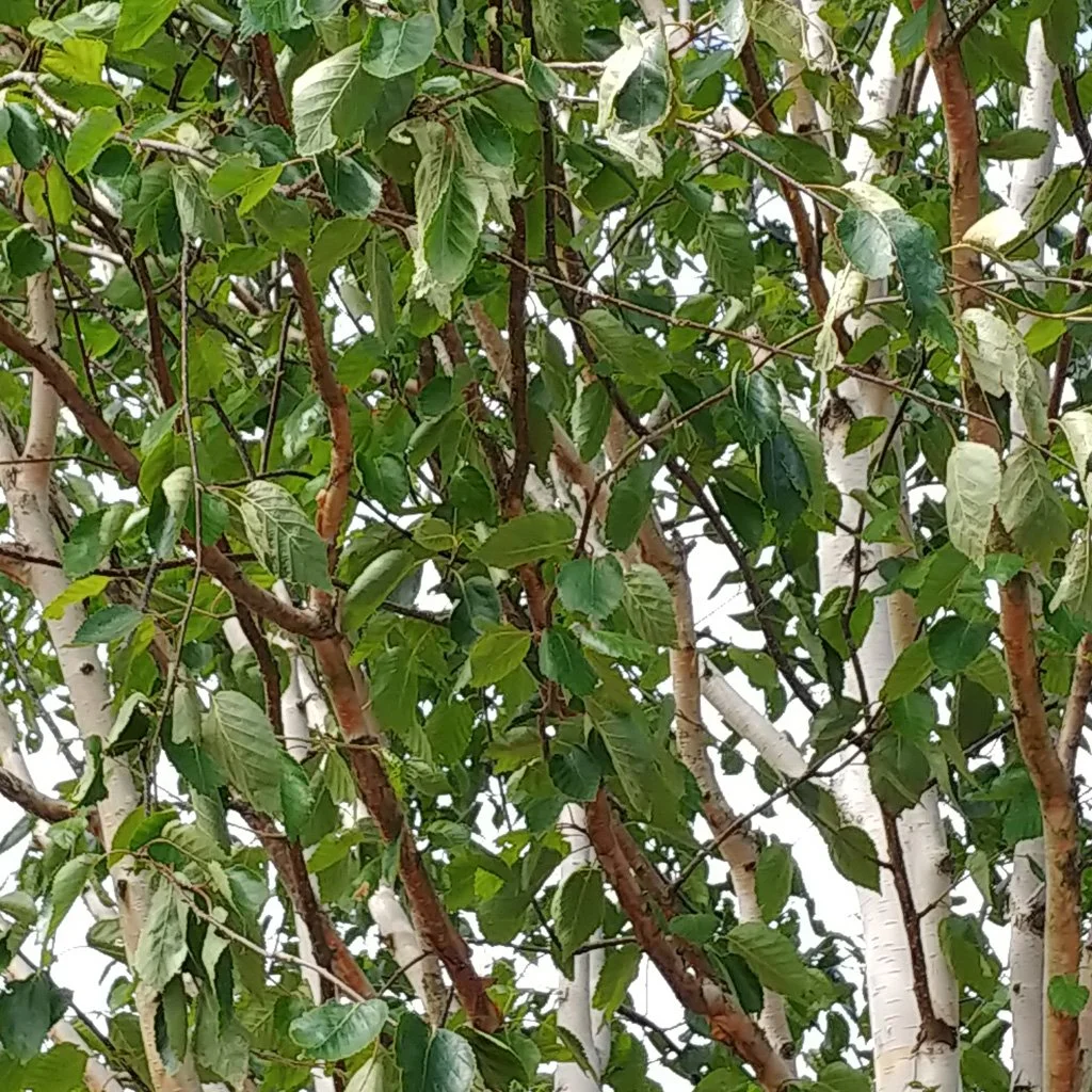 betual-jacqumontii-stems-and-foliage.jpg