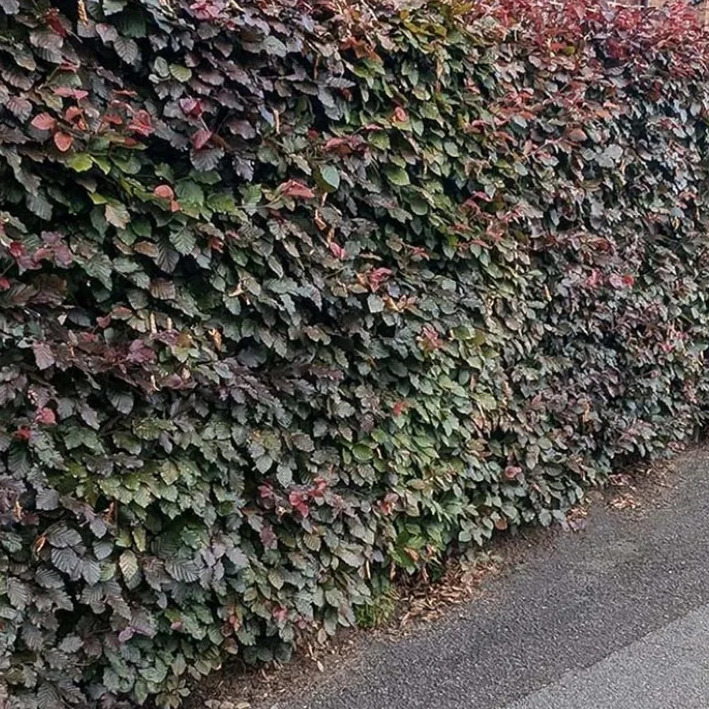 Fagus-sylvatica-purpurea-hedge.jpg