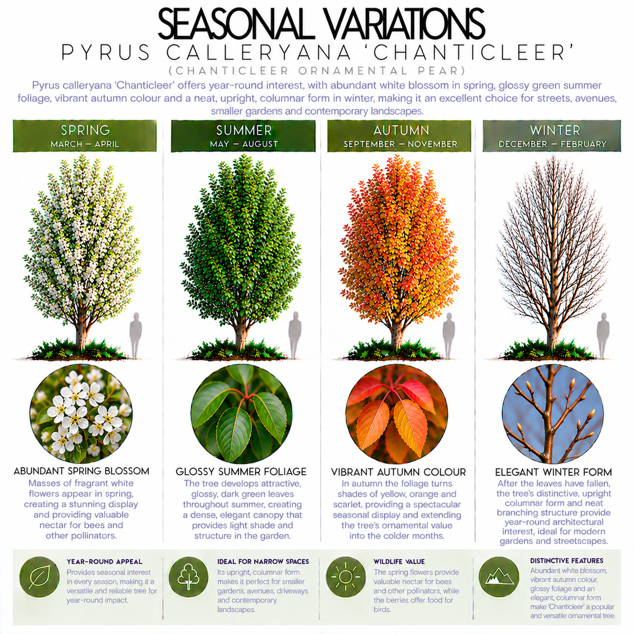 pyrus-chanticleer-calleryana-seasonal-variations.png