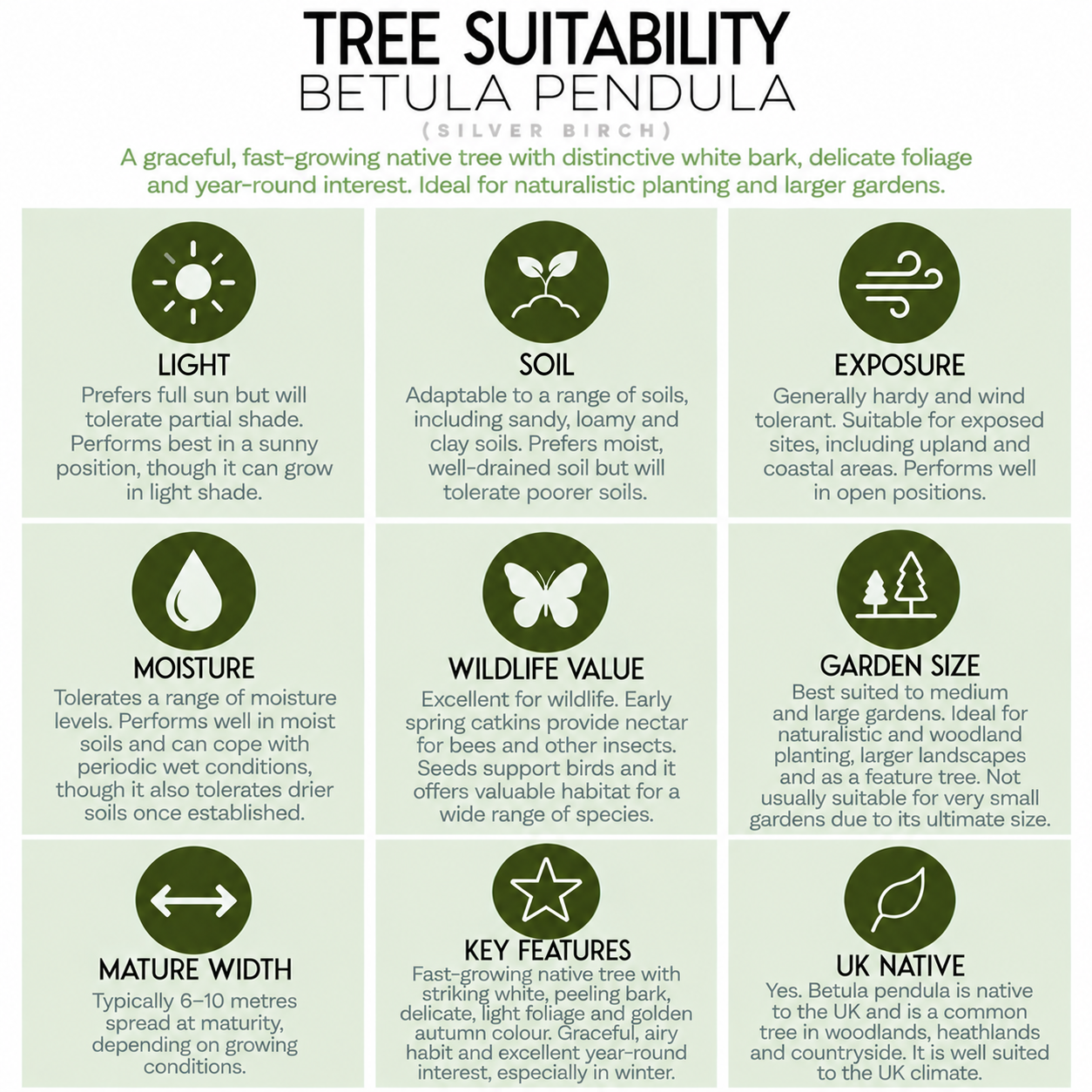 tree-suitability-guide-betula-pendula.png