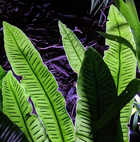 Garden lighting installer in Bolton