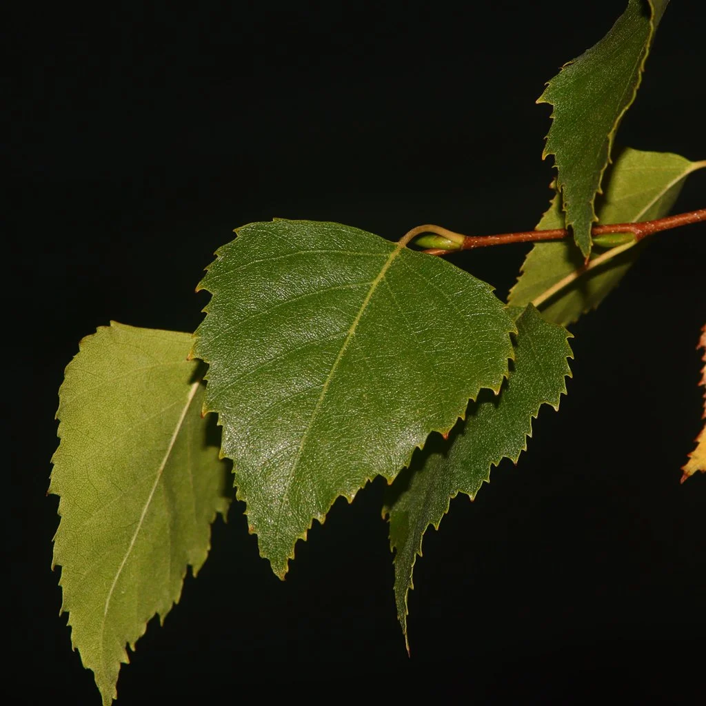 betula-pubescens-leaves.jpg