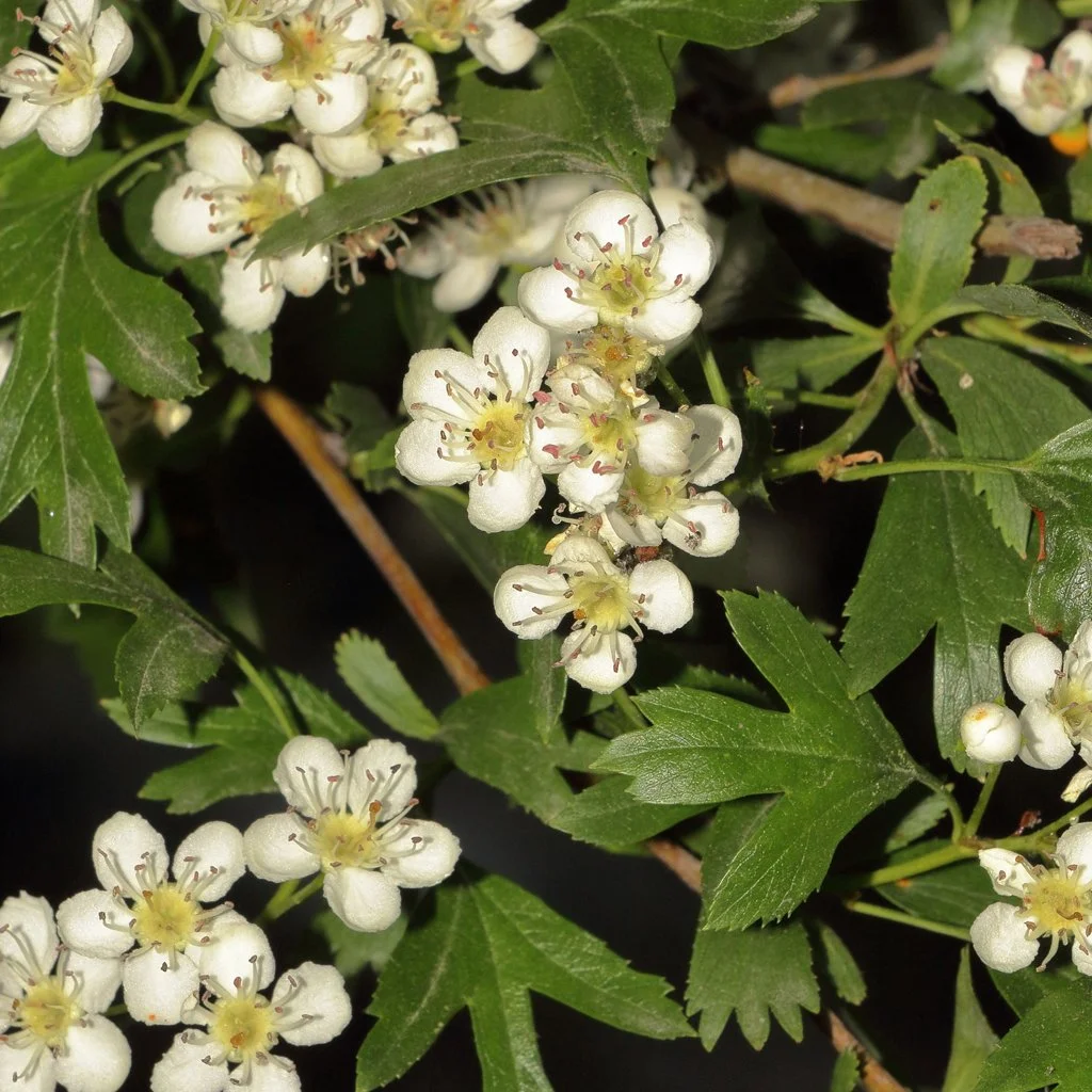 crataegus-monogyna-hedging-flowers.jpg