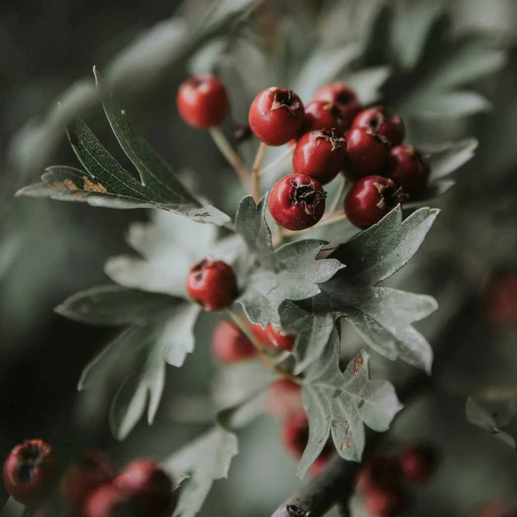crataegus-monogyna-hedge-fruit.jpg