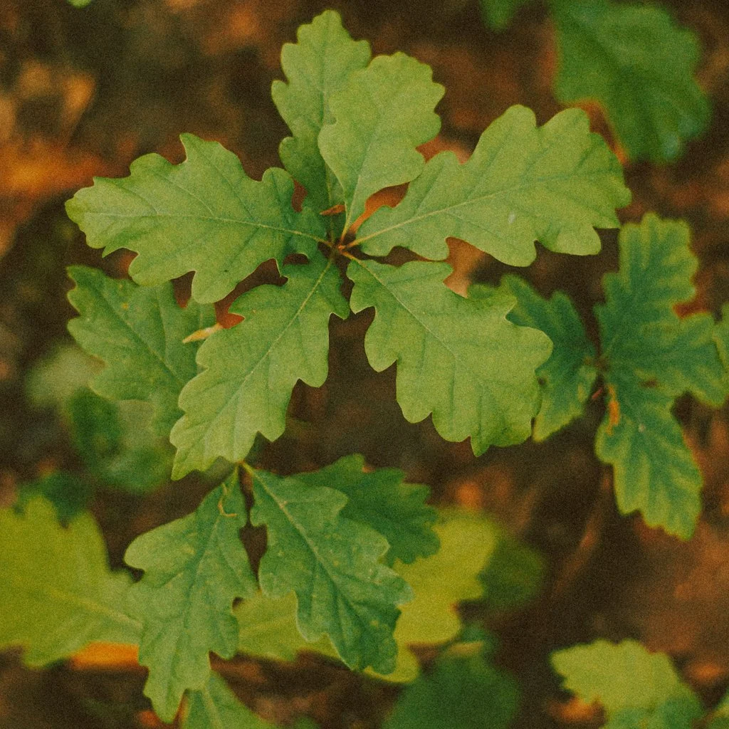 quercus-robur-hedging.jpg