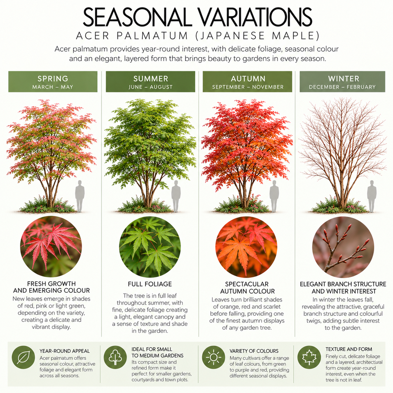 acer-palmatum-seasonal-variations.png
