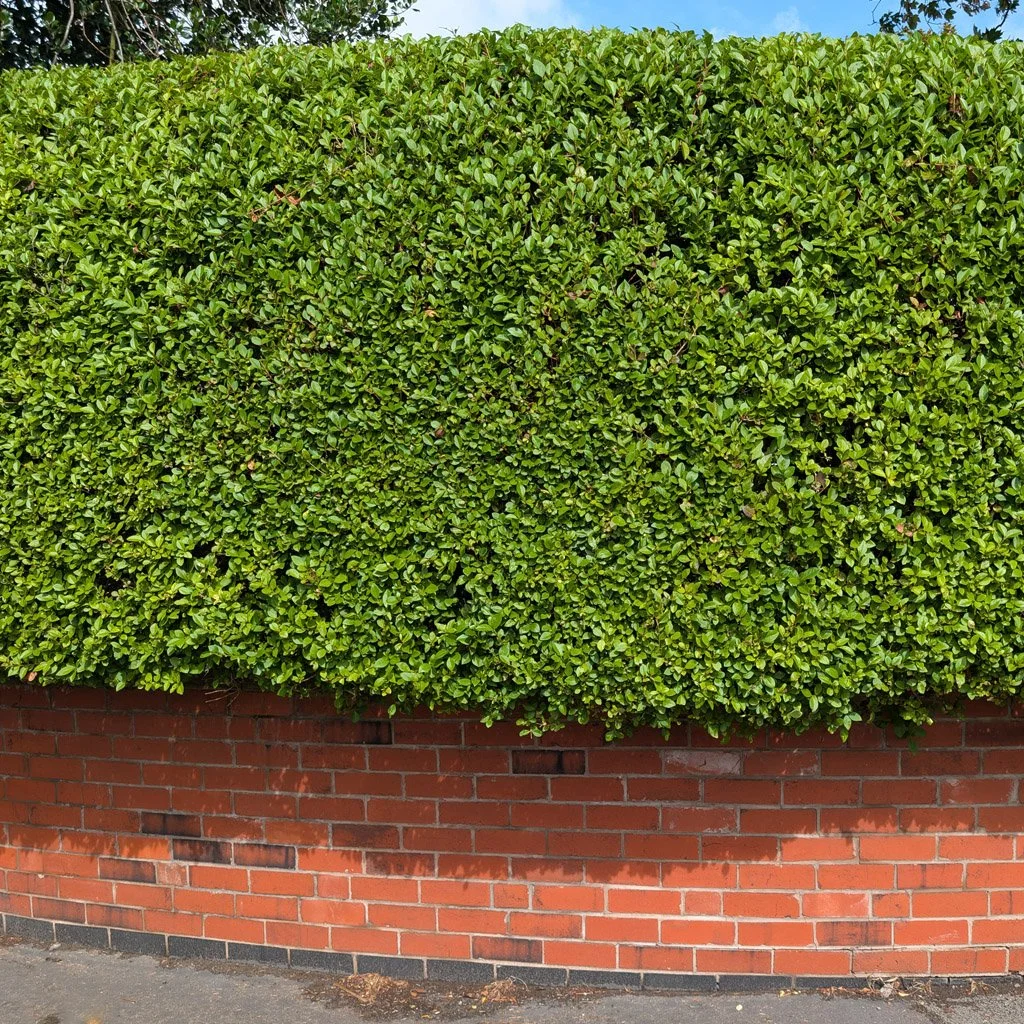 Ligustrum ovalifolium Hedging (Rootballed)