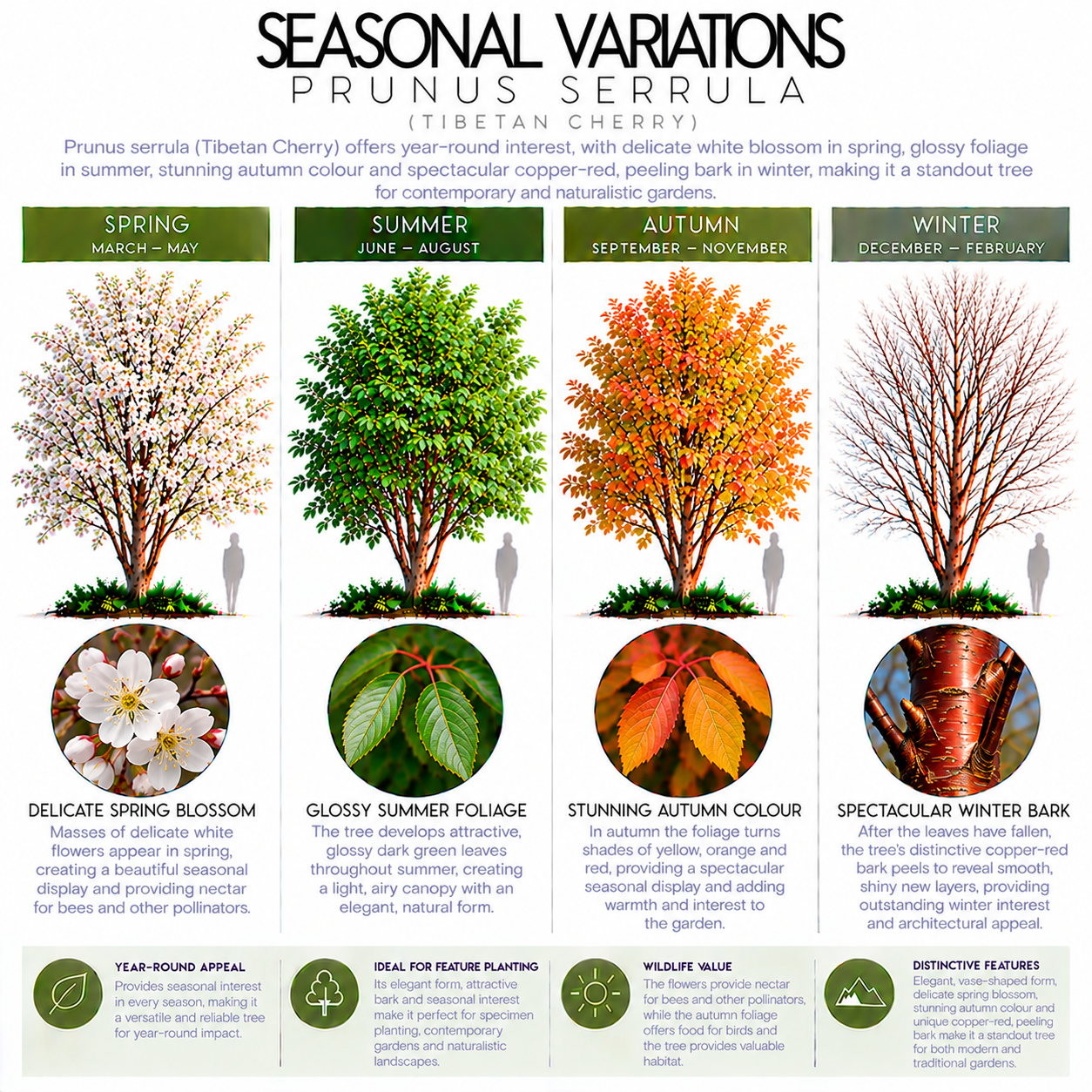 prunus-serrula-seasonal-variations.png