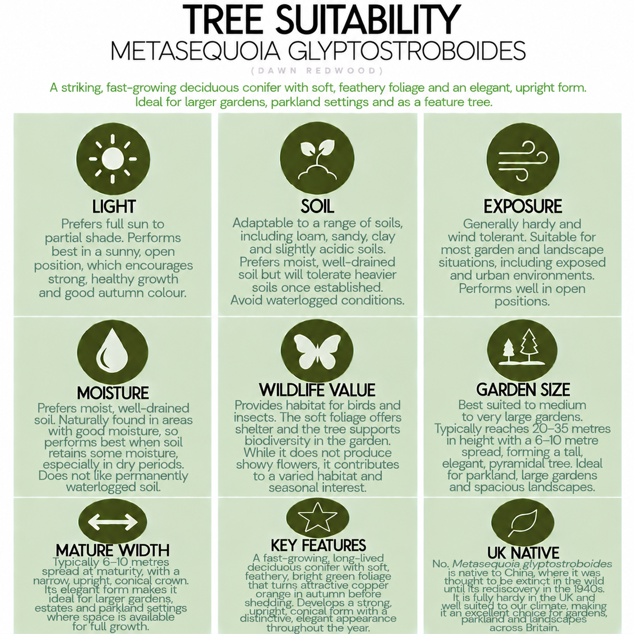 tree-suitability-guide-metasequoia-glyptostroboides.png