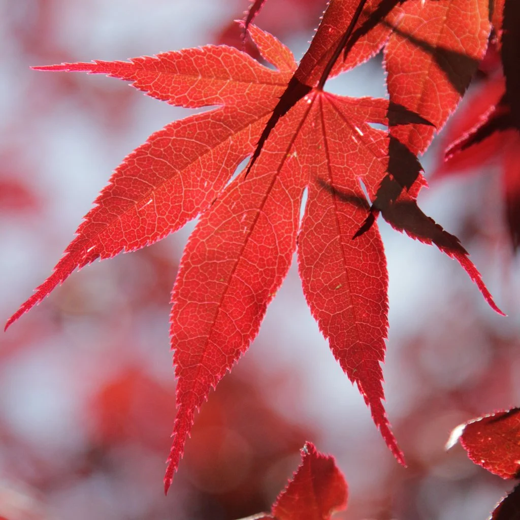 Acer palmatum ‘Bloodgood’ - Japanese Maple - Bloodgood