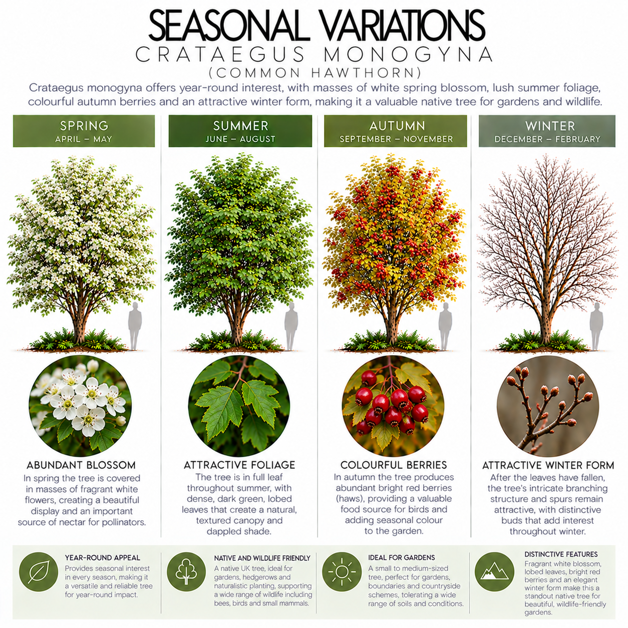cratagus-monogyna-seasonal-variation.png