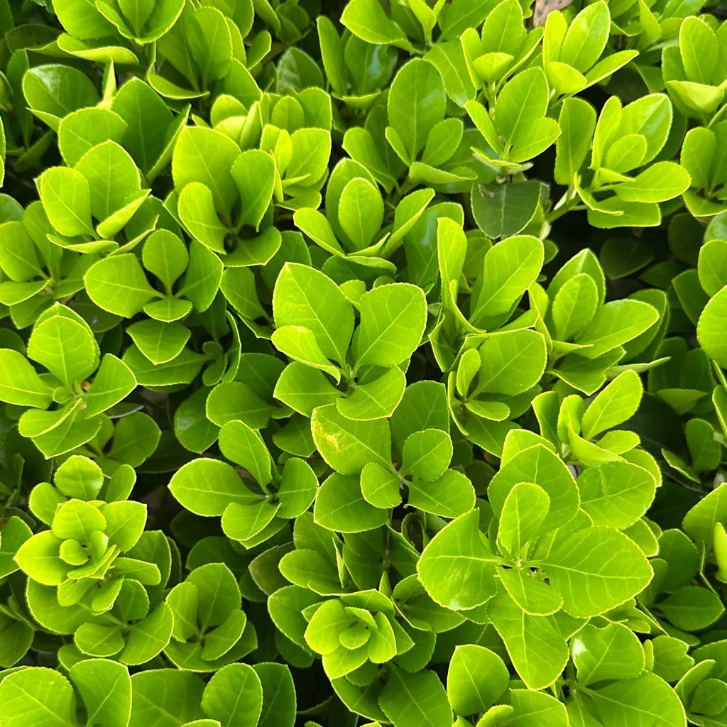 Griselinia foliage illustrating container-grown hedging species