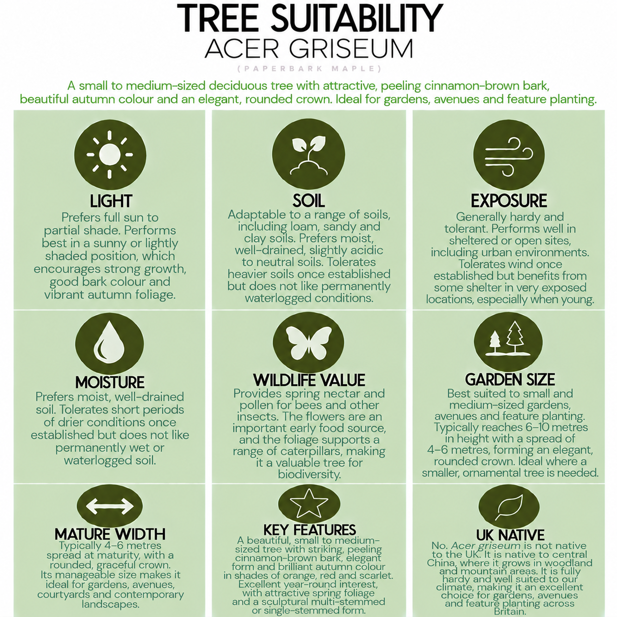 tree-suitability-guide-acer-griseum.png