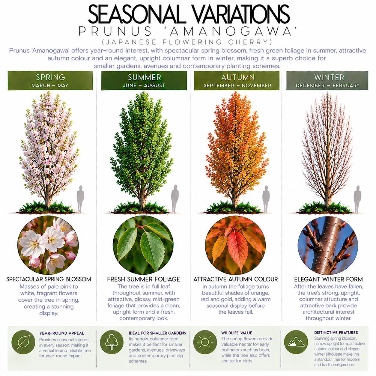 prunus-amanogawa-seasonal-variation.png
