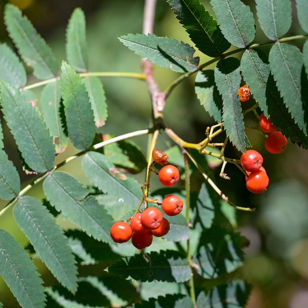 sorbus-aucuparia-hedging-fruit-and0foliage.jpg
