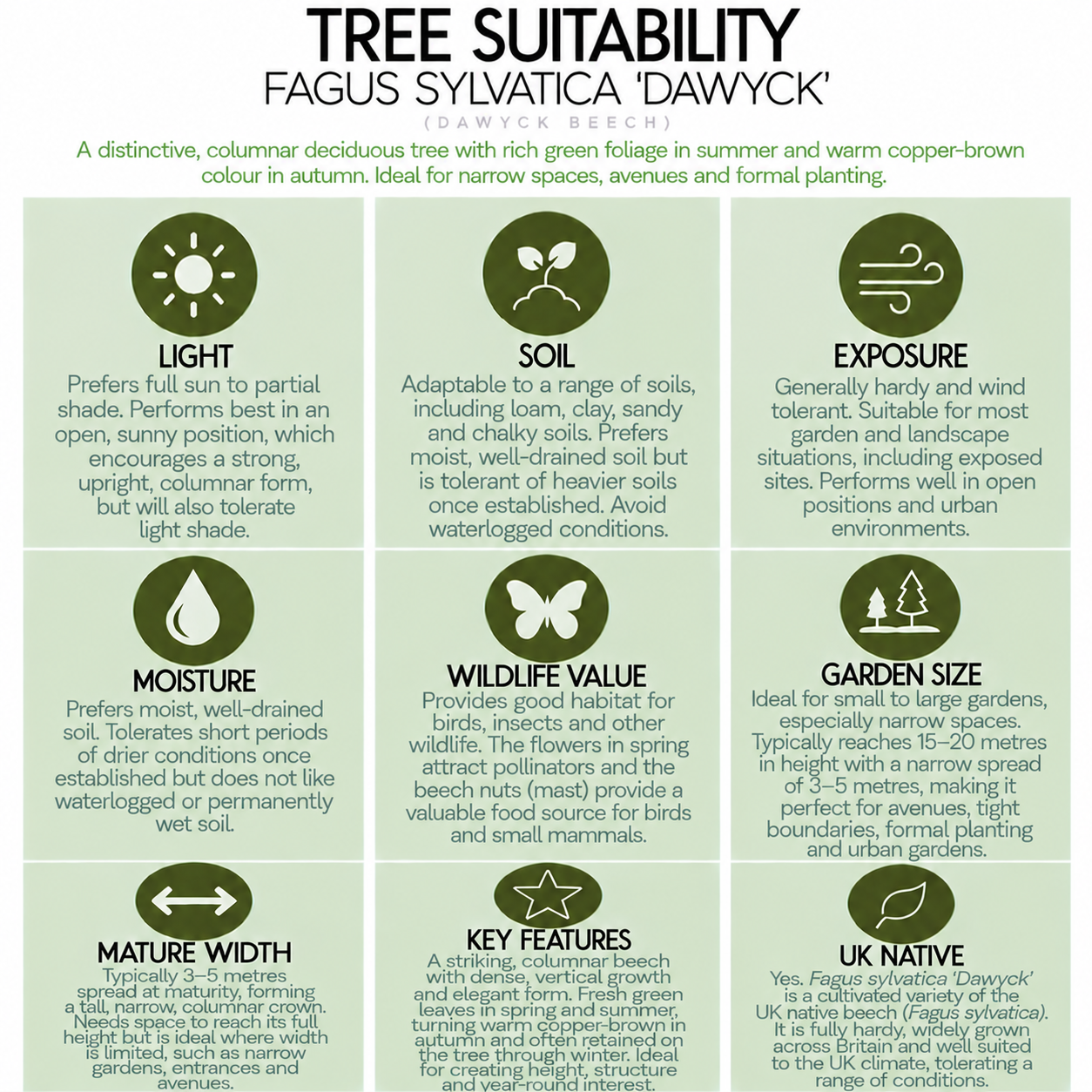 tree-suitability-guide-fagus-sylvatica-dawyck.png