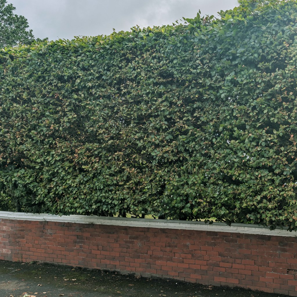Fagus-sylvatica-hedging.jpg