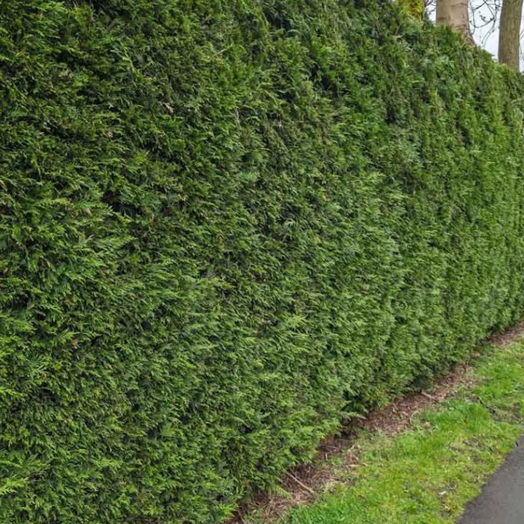 Cuprocyparis leylandii Hedging (Rootballed)