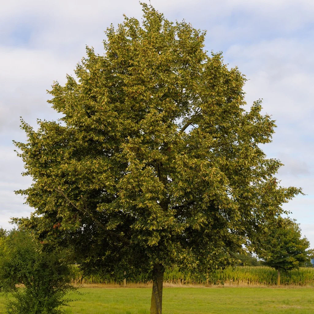 Tilia cordata 'Greenspire' - Greenspire small-leaved lime Tree