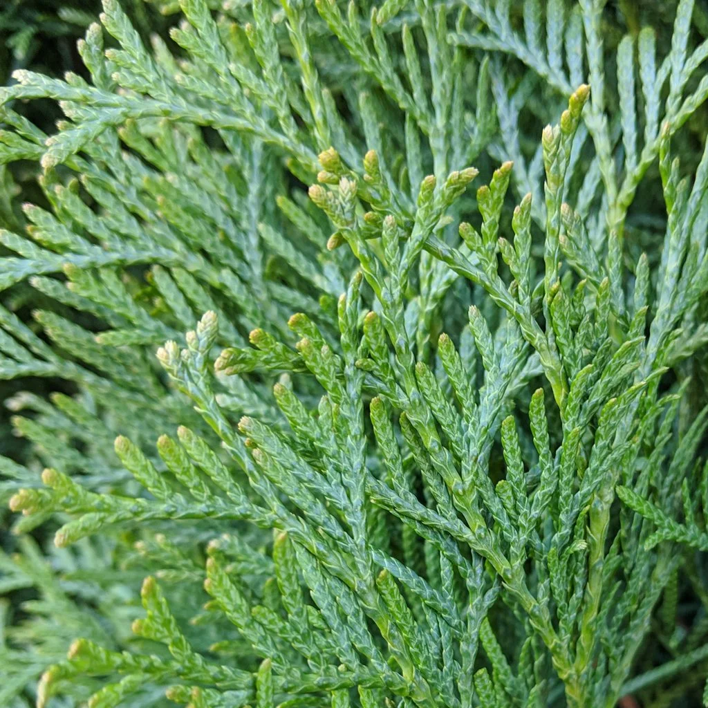 thuja-plicata-atrovirens-tree-foliage.jpg