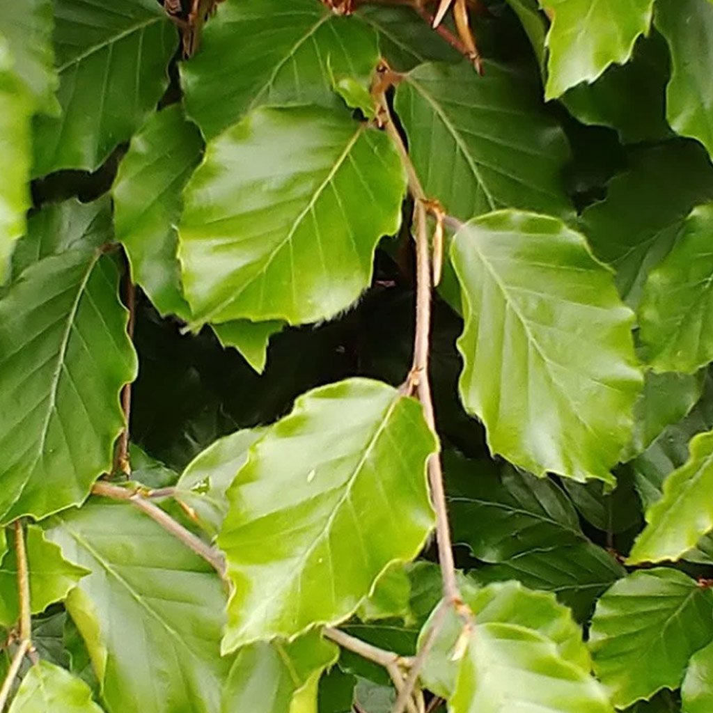 Fagus-sylvatica-hedging-branch-summer-foliage.jpg