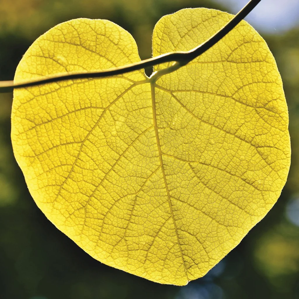 cercis-candenisis-yellow-autumn-foliage.jpg
