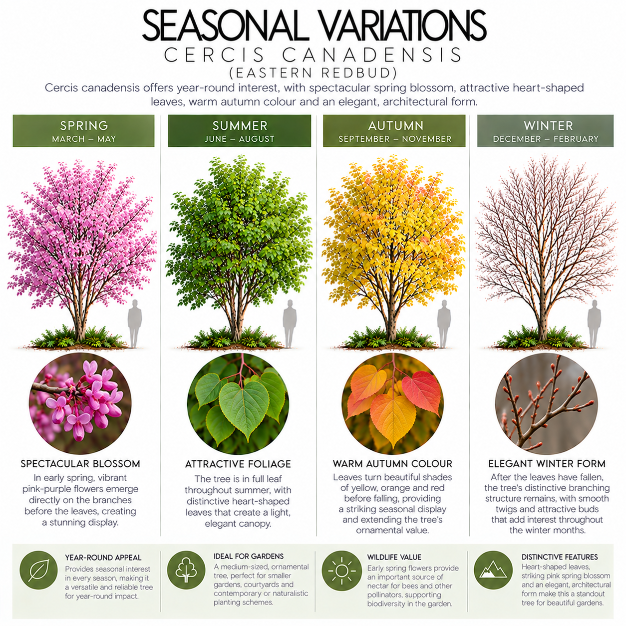 cercis-canadensis-seasonal-variation.png