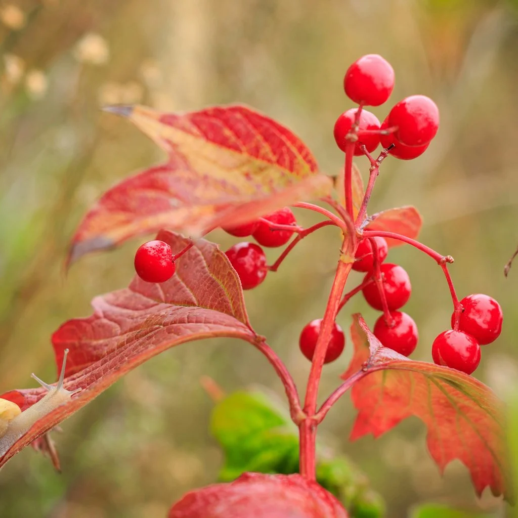 viburnum-opulus-hedging-fruit.jpg