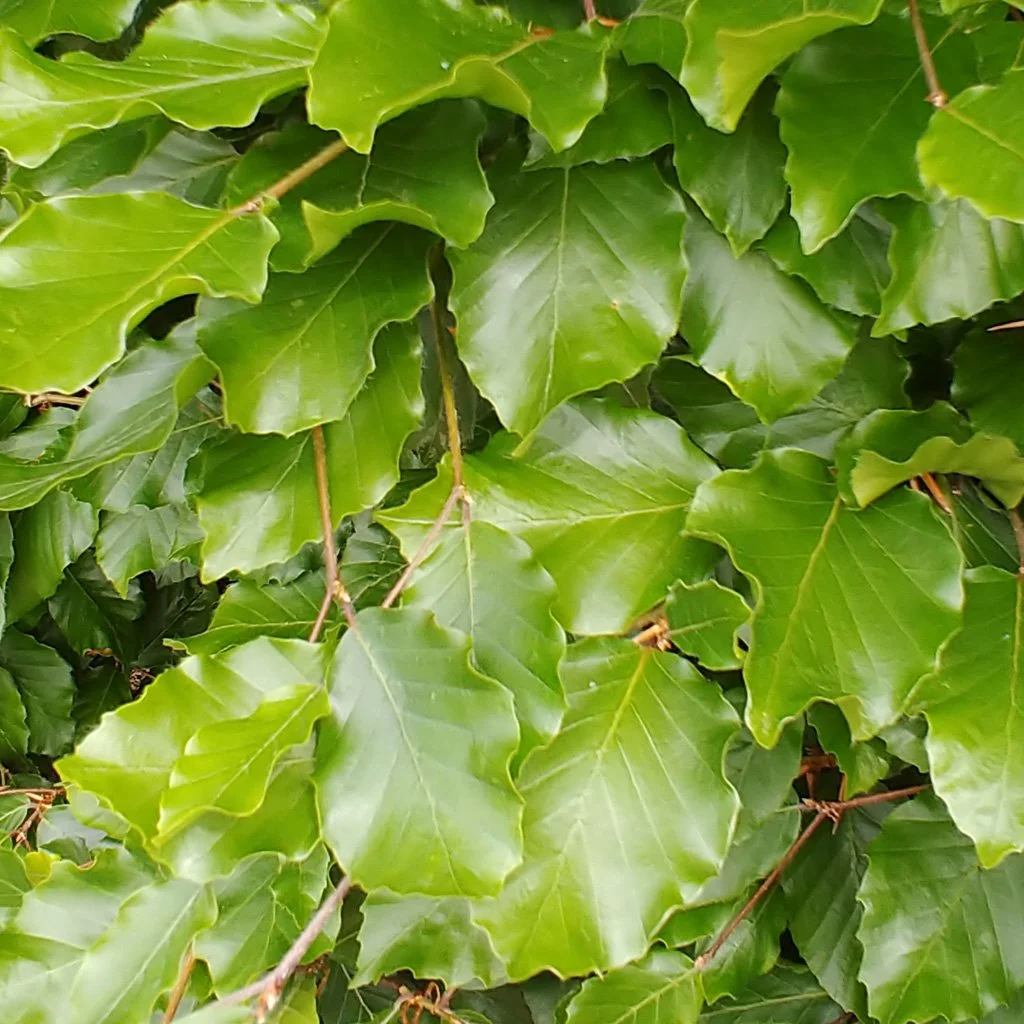 fagus-sylvatica-leaves.jpg